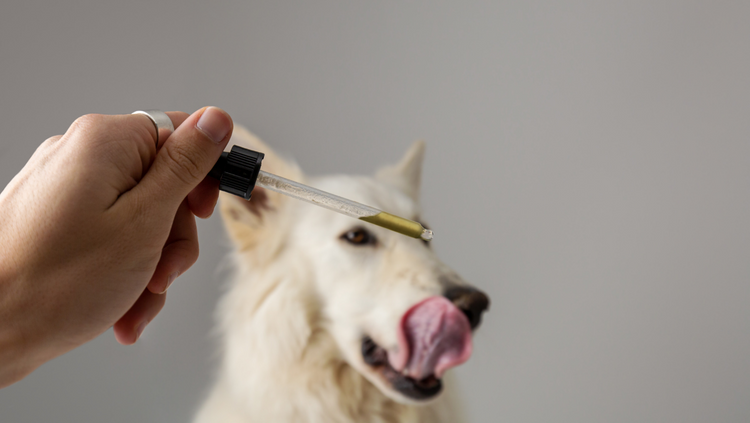 CBD for Pets